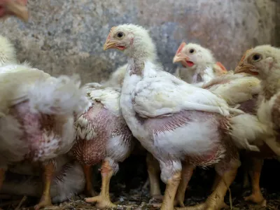 - pi&scaron;čanci - perutnina - pi&scaron;čančje meso -- 09.01.2017 - Perutninarstvo, kmetija //FOTO: Jaka GasarOPOMBA: DNEVNIKOV OBJEKTIV - REPORTAŽA 2017