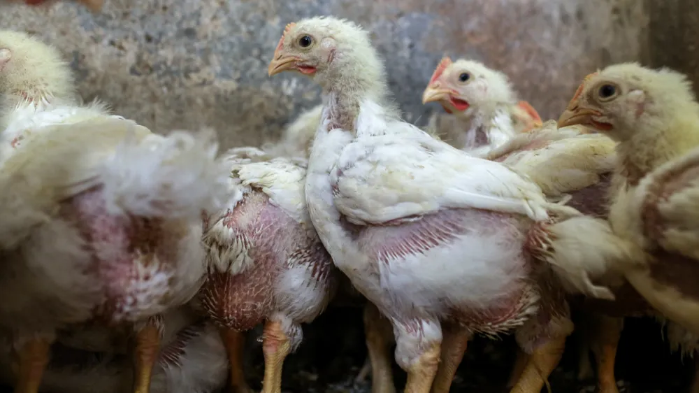 - pi&scaron;čanci - perutnina - pi&scaron;čančje meso -- 09.01.2017 - Perutninarstvo, kmetija //FOTO: Jaka GasarOPOMBA: DNEVNIKOV OBJEKTIV - REPORTAŽA 2017