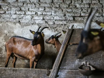 - koza - koze<br><br><br>- 26.07.2017 &ndash; Družinska kmetija in sirarstvo Kekec, ekolo&scaron;ka živila - Zgornji Porčič 115, Sveta Trojica v Slovenskih goricah  //FOTO: Luka Cjuha.