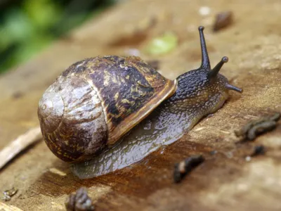 Polži polći polži<br>