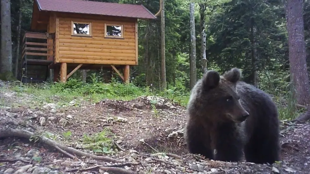 Bearwatching v Ravni Gori - Romeo Mance