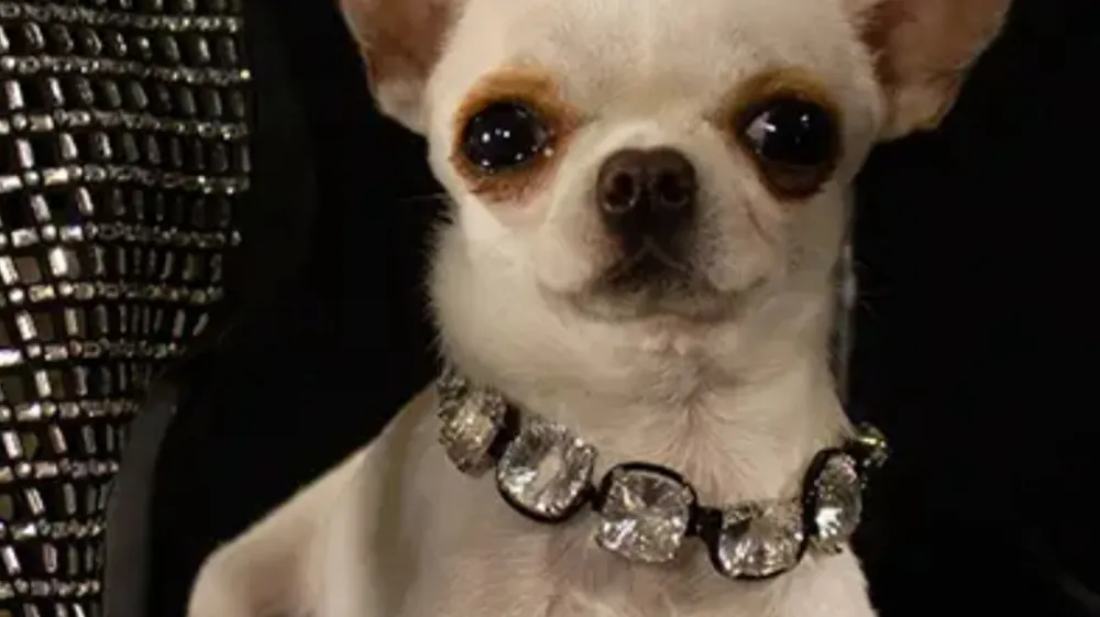 Perl je miniaturna čivava, ki je visoka kot čajna skodelica. F Guinness