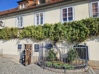 Maribor.<br>Stara trta.