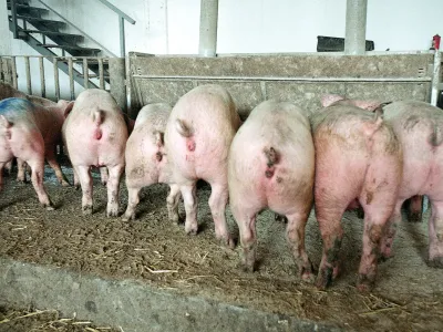 Hlev-pra&scaron;iči, 