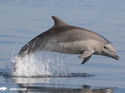 Raziskovalci dru&scaron;tva Morigenos so v sodelovanju s kolegi iz različnih delov Sredozemlja izvedli obsežno &scaron;tudijo o velikih pliskavk v severovzhodnem Sredozemskem morju. F Dru&scaron;tvo Morigenos