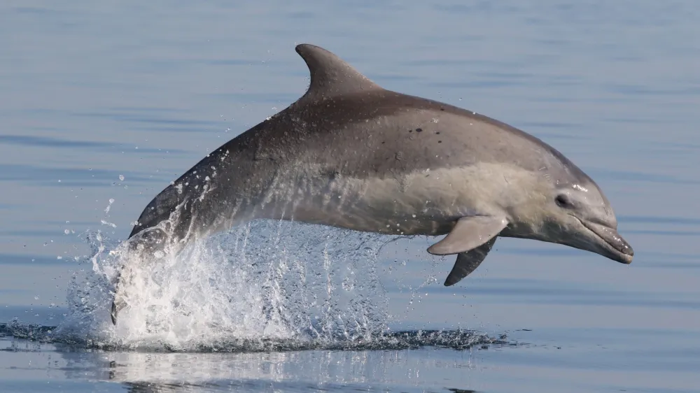 Raziskovalci dru&scaron;tva Morigenos so v sodelovanju s kolegi iz različnih delov Sredozemlja izvedli obsežno &scaron;tudijo o velikih pliskavk v severovzhodnem Sredozemskem morju. F Dru&scaron;tvo Morigenos
