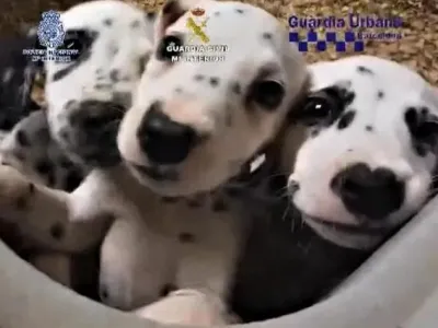 V &Scaron;paniji so razbili združbo preprodajalcev živali in "zasegli" več kot 400 mačk in psov. 