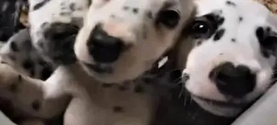 V Španiji so razbili združbo preprodajalcev živali in "zasegli" več kot 400 mačk in psov. 