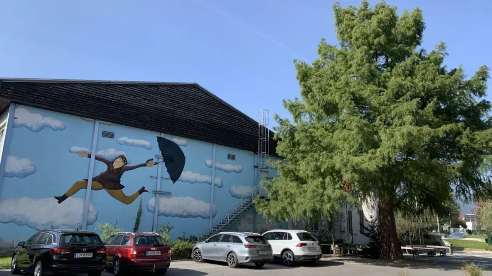 Naj drevo Kočevja 2023, metasekvoja