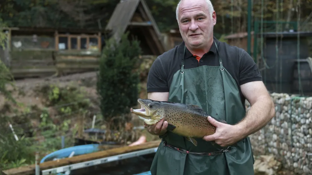 Andrej &Scaron;koberne, - 30.10.2023 - Ribogojnica Natura, vzreja postrvi, Želimlje 23C, //FOTO: Jaka Gasar