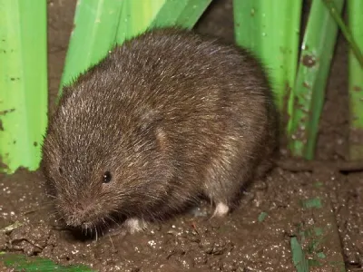 md voluhar 1 okvir 1