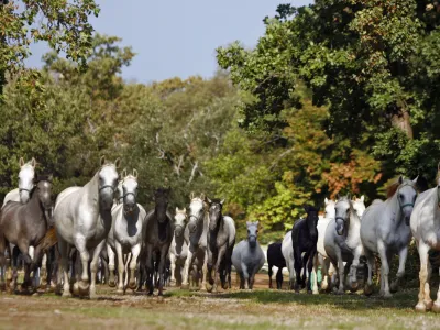 - LIPICA 2012 - kobilarna - vzreja svetovno znanih konjev lipicancev, konj - lipicanec - lipicanci//FOTO: Bojan Velikonja