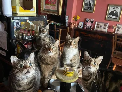 Mačji bar Bag of Nails F Instagram