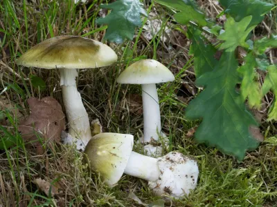 Zelene mu&scaron;nice najdemo tudi v na&scaron;ih gozdovih, običajno med julijem in oktobrom.