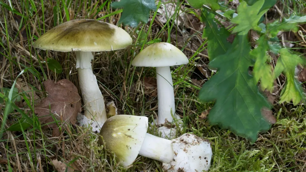 Zelene mu&scaron;nice najdemo tudi v na&scaron;ih gozdovih, običajno med julijem in oktobrom.