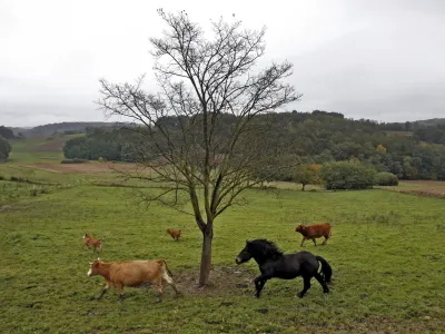 - Prekmurje 2013 - pa&scaron;nik - živinoreja - kmetijstvo - konj - živina - krave //FOTO: Tomaž Skale
