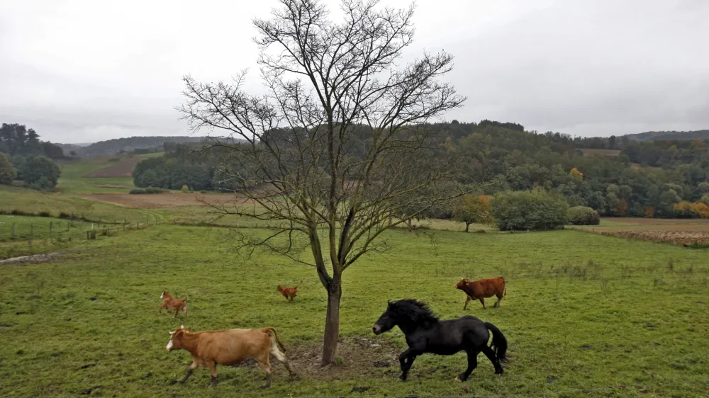 - Prekmurje 2013 - pa&scaron;nik - živinoreja - kmetijstvo - konj - živina - krave //FOTO: Tomaž Skale