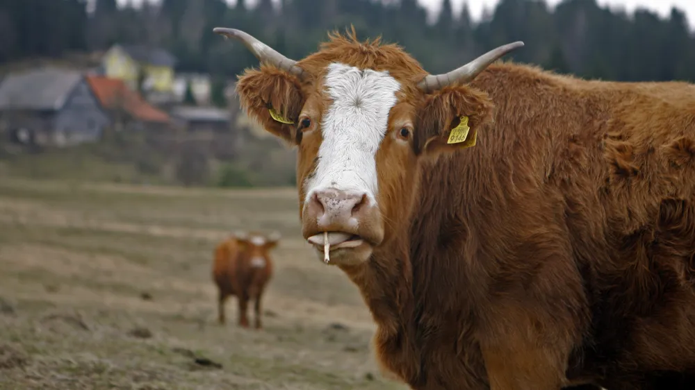 - govedoreja - krave - krava -živinoreja - pa&scaron;nik - //FOTO: Bojan Velikonja 