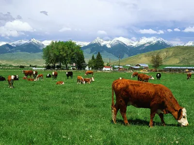 foto za mesne dobrote