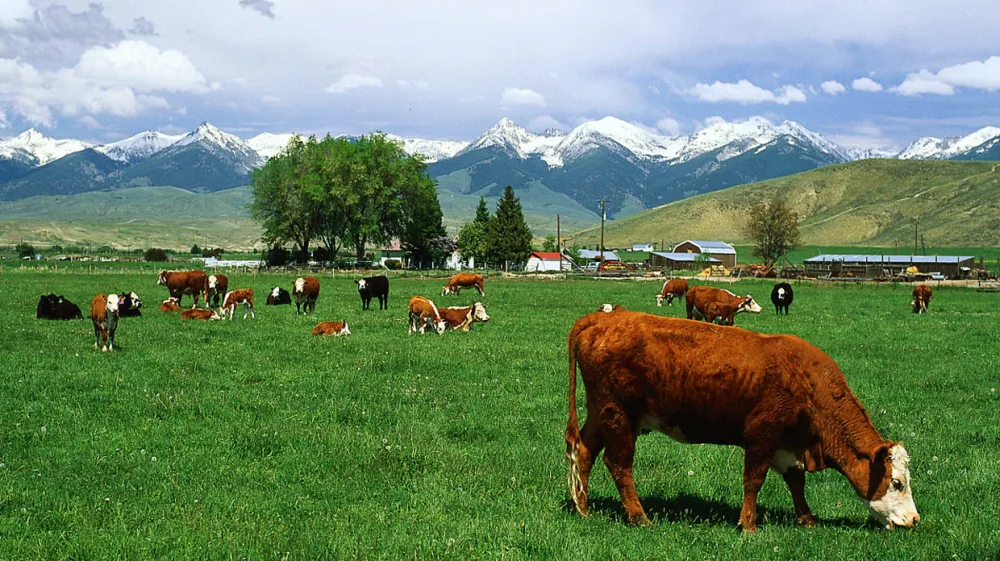 foto za mesne dobrote