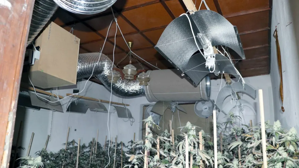 Z letos pridelano konopljo naj bi zaslužili najmanj 120.000 evrov.&nbsp;