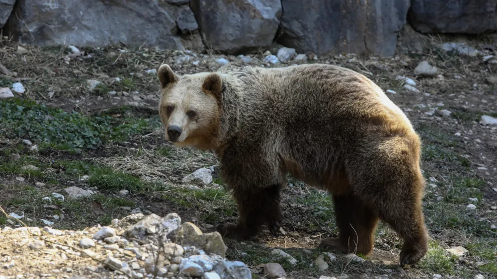 - medved<br><br><br> 03.03.2022 - Živalski vrt ZOO Ljubljana - //FOTO: Luka Cjuha.