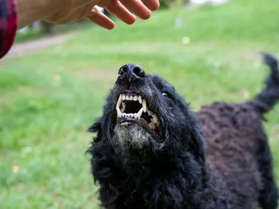 Do 22. decembra lani so na UVHVVR prejeli 403 prijave napadov psov, kar je povprečje zadnjih nekaj let. Psu podelijo status nevarnega, ko pes ugrizne prvič.&nbsp;