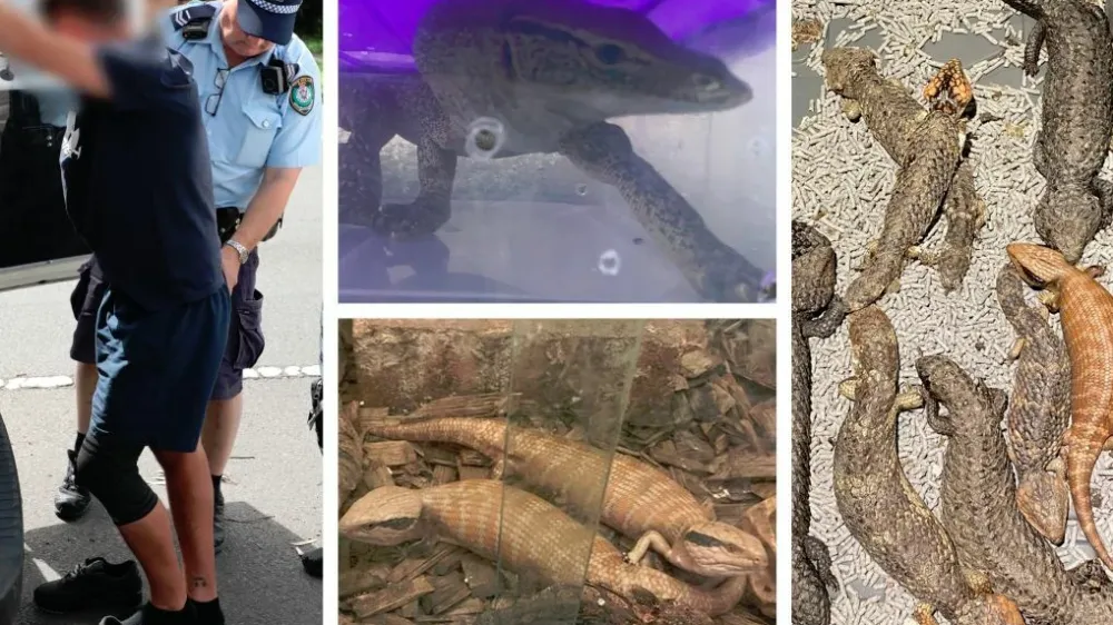 Avstralska policija je razbila kriminalno združbo, ki je nameravala iz Avstralije v Hongkong nezakonito izvoziti več kot 250 avtohtonih ku&scaron;čarjev in kač. 