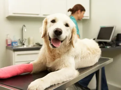 Female Veterinary Surgeon Treating Dog With Injured Leg In Surgery