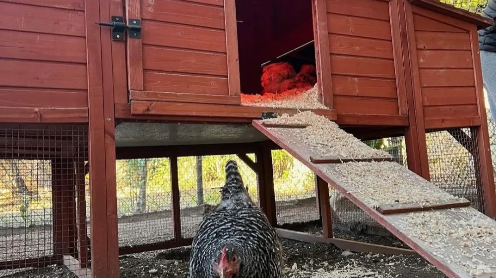 : Zdi se, da se Sinkie v svojem novem domu zelo dobro počuti. F Instagram 