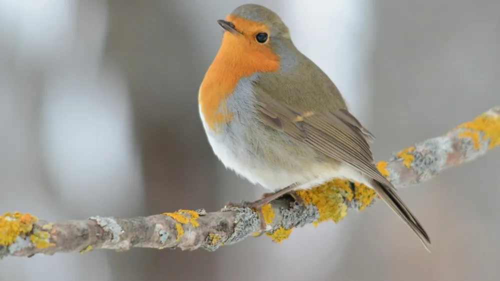 ptič Ta&scaron;čica