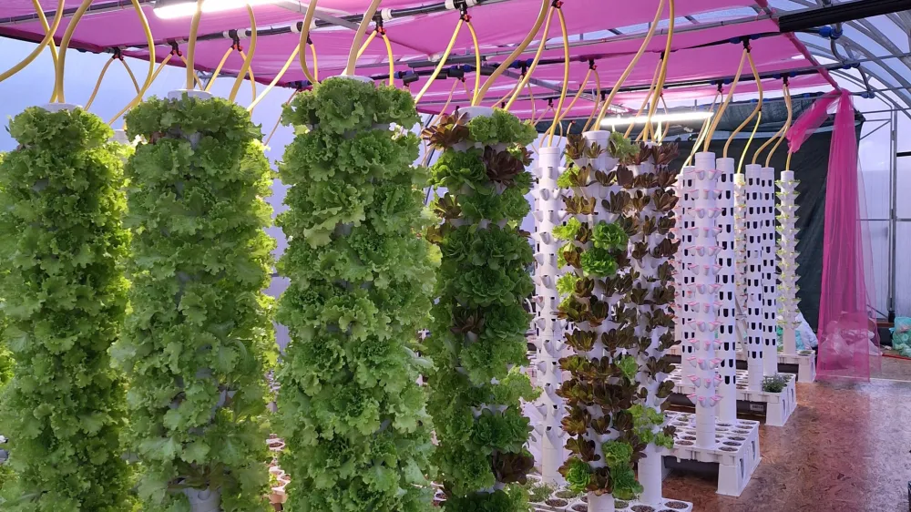 Akvaponski rastlinjak na vzorčni kmetiji v Banuti F Jožef Meh