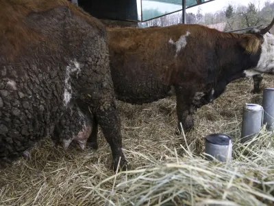 - 18.01.2024 &ndash; Kmetija Možgan, Veni&scaron;e 16, Leskovec pri Kr&scaron;kem &ndash; vrnitev odvzete govedi, ki mu jih je 14. novembra lani zaradi zanemarjanja trajno odvzela veterinarska in&scaron;pektorica  //FOTO: Luka Cjuha