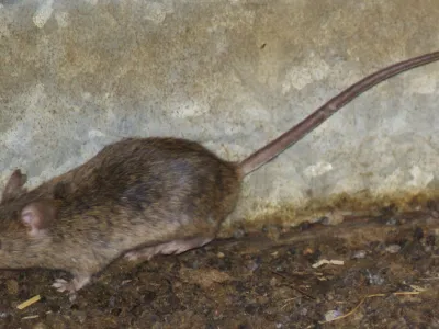 Med glodavci se je hi&scaron;na mi&scaron; najbolj prilagodila na življenje med ljudmi. Te majhne, vitke, sive živali, ki navadno tehtajo okoli 25 g, najdemo skoraj povsod. <br><br>Imajo lepe brčice<br>Mi&scaron;i so izjemno plahe in se naglo skrijejo ob vsaki nevarnosti. So odlične &scaron;portnice: dobre plezalke, skakalke v vi&scaron;ino in plavalke, imajo pa tudi dobro razvita čutila za voh, sluh in predvsem za dotik. Pri tem jim pomagajo dolge brčice. Ker zelo slabo vidijo (le v sivih odtenkih in ne dlje kot 10 cm), se med gibanjem zana&scaron;ajo predvsem na dotik. Tako se rade gibljejo v ozkih prehodih oziroma tam, kjer se med gibanjem lahko dotikajo predmetov. Kako dobro zaznajo svet okoli sebe, je odvisno predvsem od ohranjenosti njihovih brčic, najpogosteje ima edini v tropu nepo&scaron;kodovane brčice mi&scaron;ji samec, ki prevzame glavno vlogo. <br><br>Mi&scaron;i so prava tovarna potomcev<br>Parijo se tudi &scaron;tiri- do &scaron;estkrat letno in se tako zelo hitro razmnožujejo. V idealnih pogojih je mogoče, da en par mi&scaron;i dobi več kot 2.000 potomcev v enem samem letu, vsak od njih pa v povprečju preživi eno do dve leti.<br><br>Čeprav so mi&scaron;i praktično sorodnice podgan, pa se le-teh bojijo. Podgane so namreč znane po tem, da pogosto pobijajo mi&scaron;i in jih (delno) tudi pojedo.<br><br>Vsejedke &hellip; <br>Mi&scaron;ke pri izbiri hrane niso izbirčne. Jedo skorajda vse, najraje pa imajo riž, proso, le&scaron;nike, ara&scaron;ide in suho sadje, nekoliko manj pa so navdu&scaron;ene nad sojo in lečo. Jedo tudi meso in mlečne izdelke. Da so se nepovabljeni gosti lotili na&scaron;e hrane, opazimo pogosto &scaron;ele takrat, ko najdemo njihove odpadke, iztrebke in ostanke gnezda. Zanesljiv znak o njihovi prisotnosti so tudi obgrizeni kosi hrane, ki jo shranjujemo na policah. <br><br>Nevarne prena&scaron;alke bolezni<br>Zbolimo lahko za različnimi nalezljivimi boleznimi, od tistih, ki pri človeku povzročajo črevesne težave, pa vse do resnih zdravstvenih težav, ki so lahko tudi usodne. Najbolj nevarni sta mi&scaron;ja mrzlica in steklina.<br><br>Kako se učinkovito za&scaron;čitimo?<br>Hrano vedno zavarujemo tako, da je mi&scaron;i ne morejo okužiti s svojimi izločki. Redno tudi odstranjujemo organske odpadke. Pri či&scaron;čenju prostorov uporabimo detergente in rokavice ter si po delu temeljito umijemo roke z milom. <br>Za odstranitev glodavcev in na&scaron;ega domovanja uporabimo rodenticide, ki jih razporedimo ob stenah prostora, kjer se gibljejo glodavci. Sredstva imajo prime&scaron;ano grenčilo (grenko snov), ki preprečuje, da bi jih pomotoma zaužil človek (predvsem otroci) in domače živali. Zanesljivo učinkoviti so proizvodi Ratimor vabe proti mi&scaron;im in podganam.<br>Strokovnjak agronom Kluba Gaia svetuje: Ratimor vabe za glodavce so 100 % učinkovite že pri prvem hranjenju. Učinek delovanja pa je viden po parih dneh. Zaradi svoje sočne in okusne sestave so te vabe glodavcem zelo vabljive in se k njim vračajo kljub ostali hrani (če je na razpolago). V kolikor vabe zelo hitro zginevajo in so kljub večkratnem nastavljanju &scaron;e vedno obgrižene oz pojedene, je to zelo očiten znak, da so se glodavci v na&scaron;em domovanju že zelo razmnožili.