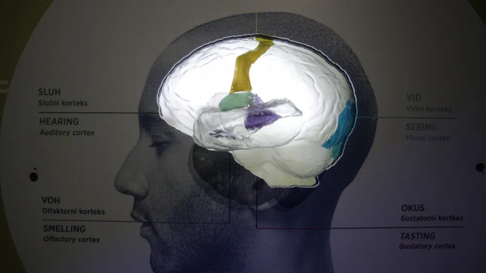 - 15.05.2014 GR v Ljubljani - potujoča razstava &raquo;Možgani &ndash; podnaslovljena Zgodba od znotraj &laquo;, - poučna, sodobna in interaktivna razstava ki se opira na raziskave in tehnologijo 21. stoletja. - pripravil Ameri&scaron;ki naravoslovni muzej iz New Yorka  //FOTO: Luka Cjuha.