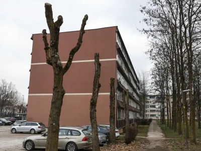 Na Rjavi cesti so pred nekaj dnevi obglavili drevesa.