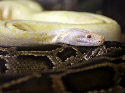 kača - piton- 02.09.2014 - &Scaron;etjernej - pri ljubitelju eksotičnih živali Ale&scaron;u Abramu - eksotične živali - kače - //FOTO: Bojan Velikonja