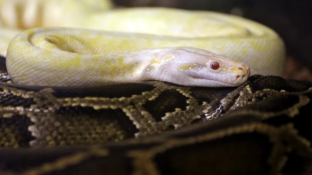 kača - piton- 02.09.2014 - &Scaron;etjernej - pri ljubitelju eksotičnih živali Ale&scaron;u Abramu - eksotične živali - kače - //FOTO: Bojan Velikonja