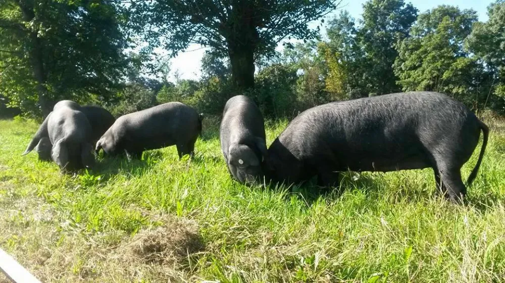 Črna slavonska svinja