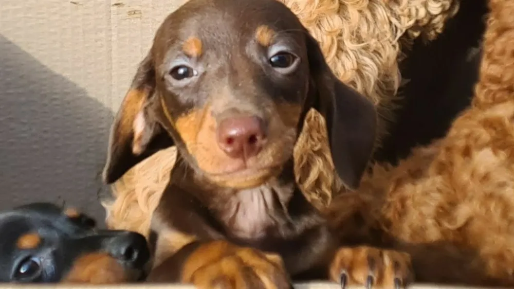 V prtljažniku kombija so v &scaron;katlah na&scaron;li enajst pasjih mladičev. Bili so brez hrane in vode. 