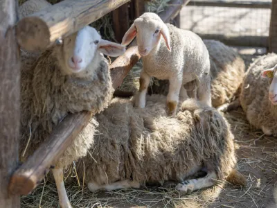 prihodi živali 2024 F ZOO Ljubljana