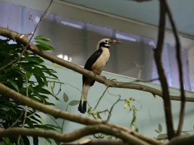 filipinski kljunorožec