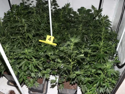 Zasežena konoplja. 