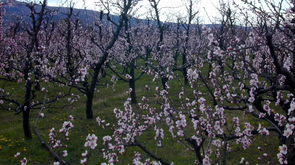 cvetenje dreves na Vipavskem, 