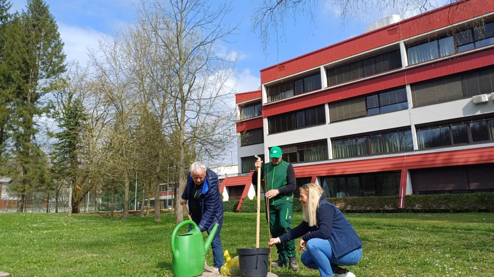 V parku za &Scaron;olskim centrom &Scaron;kofja Loka so s sajenjem dreves poskrbeli za biotsko raznovrstnost in ozelenitev mesta.