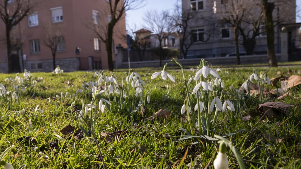 - 14.2.2024 - Pomlad je pri&scaron;la v mesto - zvončki<br><br><br>// FOTO: Nik Erik Neubauer