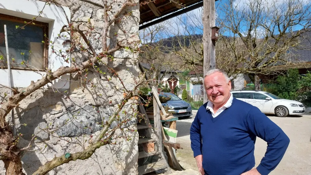 Ob steni gospodarskega poslopja odlično uspeva stara marelica. Foto: Vesna Levičnik