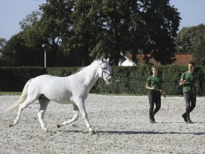 Na resornem ministrstvu si želijo, da bi s spremembami zakona Kobilarna Lipica postala zgleden mednarodni konjeni&scaron;ki center, prepoznan po vrhunski skrbi za lipicanca ter za kulturne in naravne vrednote. Foto: Luka Cjuha&nbsp;