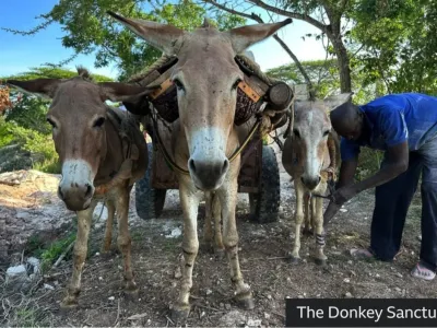 Milijon oslov pobijejo za lepotni industriucjo