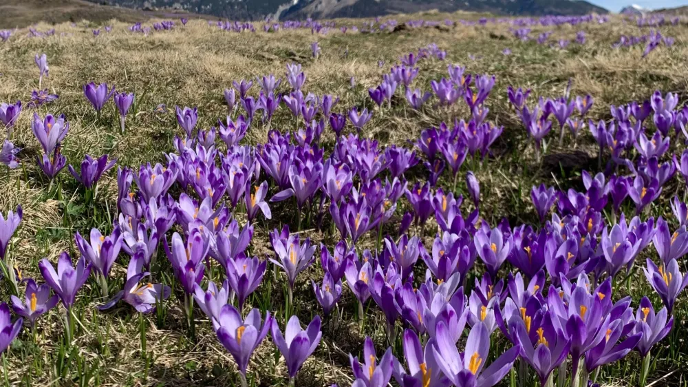 Osupljiva kulisa vijoličnih žafranov je minuli konec tedna na Veliko planino privabila rekordno &scaron;tevilo obiskovalcev.
